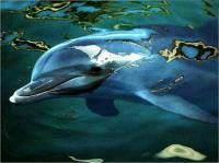 z29-delfin.jpg